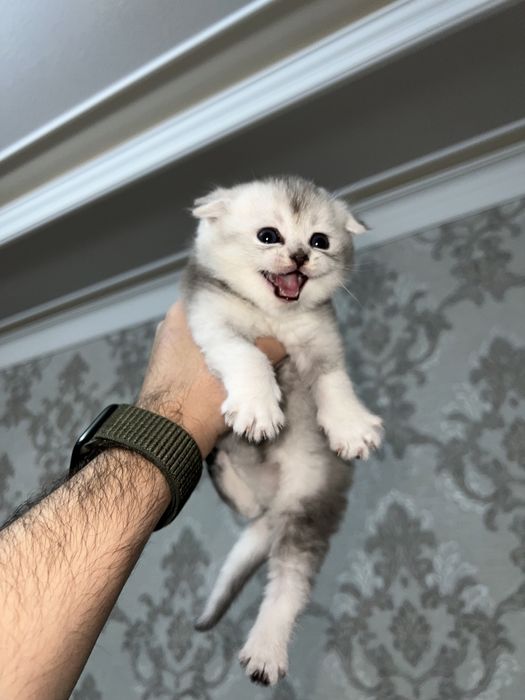 Shinshilla toza qon 100 % sotiladi !!!