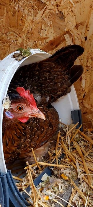 Gaini  americane , Oua consum de gaina la 2 lei