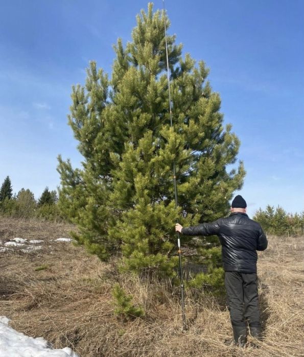 КРУПНОМЕРЫ: сосны, ели голубые, ели сибриские