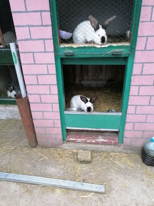 Uriaș de Transilvania femele și masculi