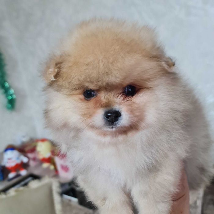 Померанский миник шпиц