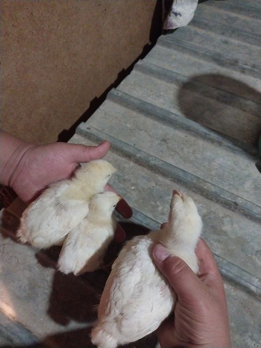 Циплята 1 2 месяца