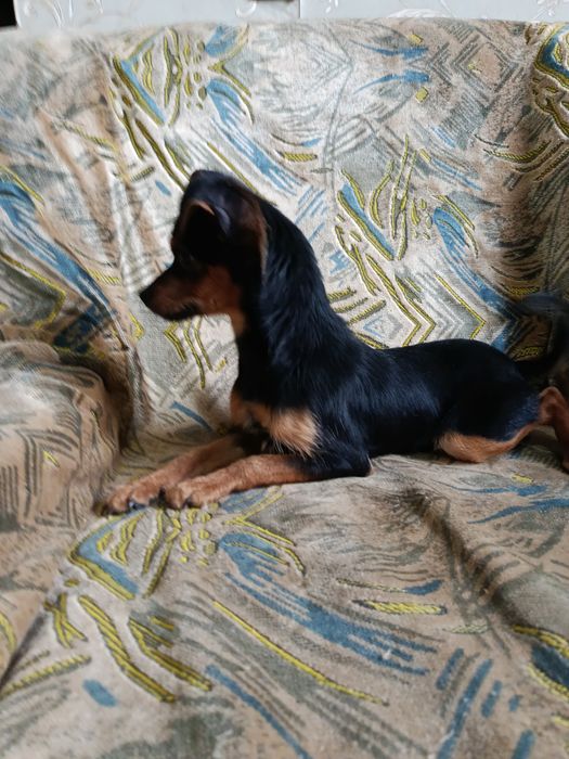 Пинчер мальчик продам