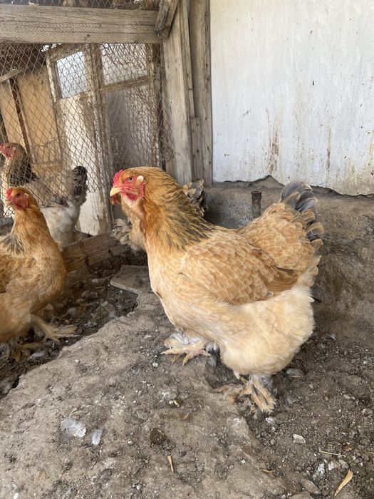 Brama tovuq tuxumlari sotiladi.Narxi 10000 so’mdan