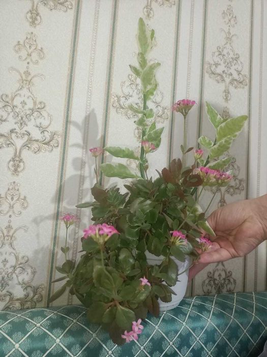 комнатные цветы,пишите.