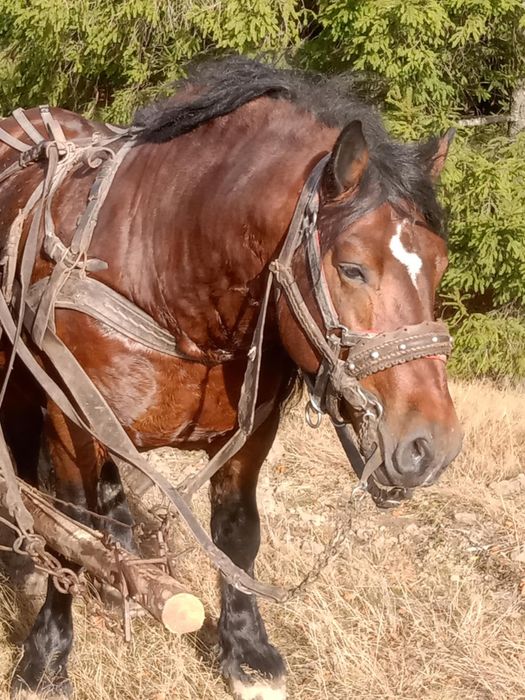 Vând armăsar cuminte