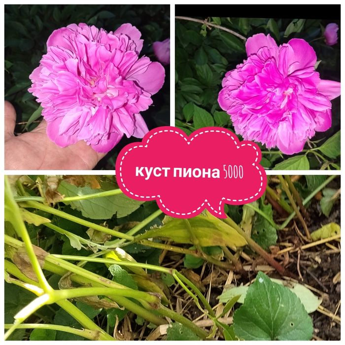 Уличные.    цветы