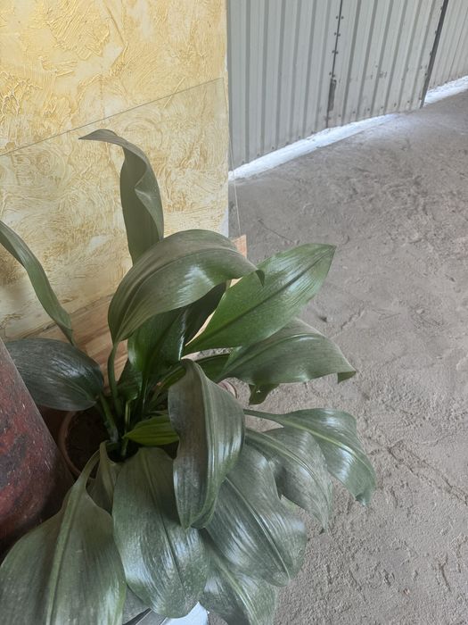 Домашние цветы