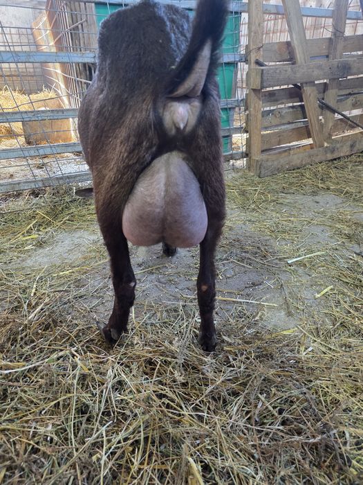 Capre murcuiana granadina de vanzare