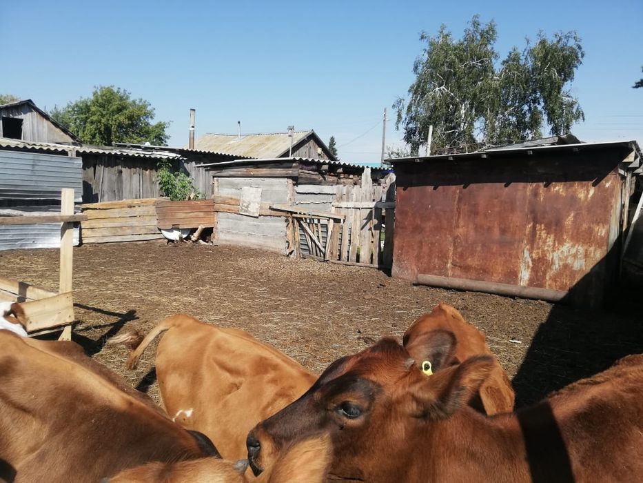 Продам телят(бычков)