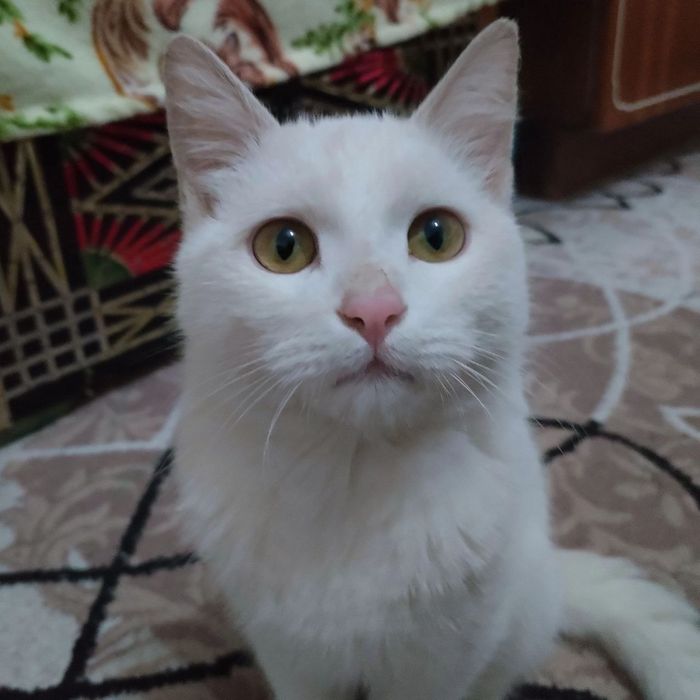 Продам белого кота