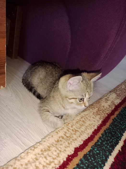 Котенки породистые