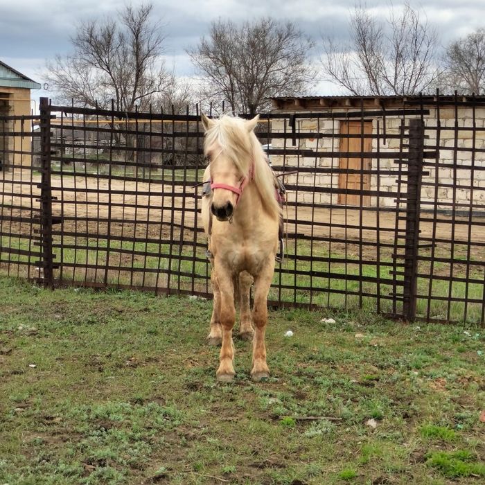 Жылкы 2020 жылғы