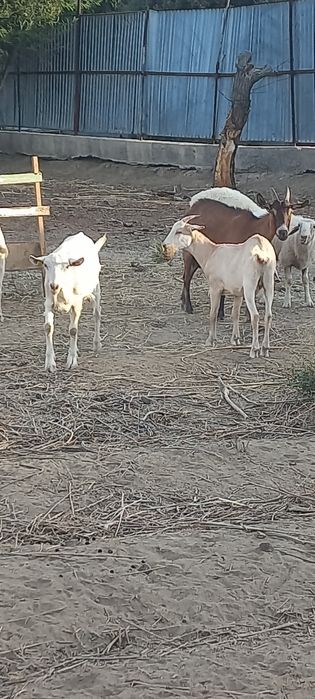Козы и  козлята.