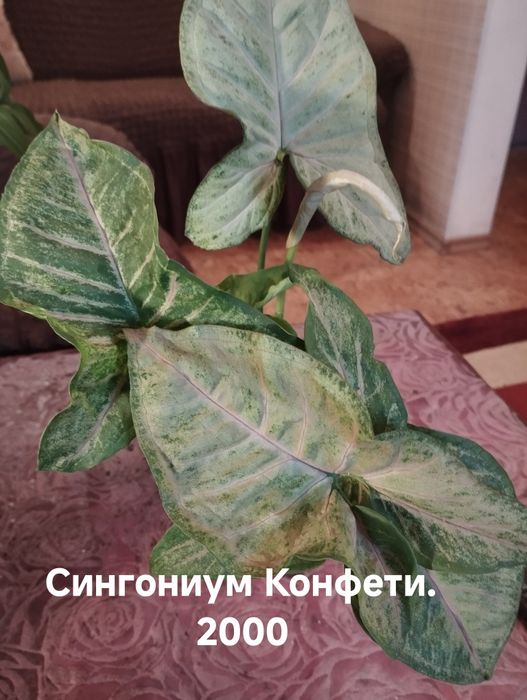 Продам комнатные растения