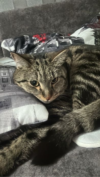 Кот в хорошие и добрые руки!