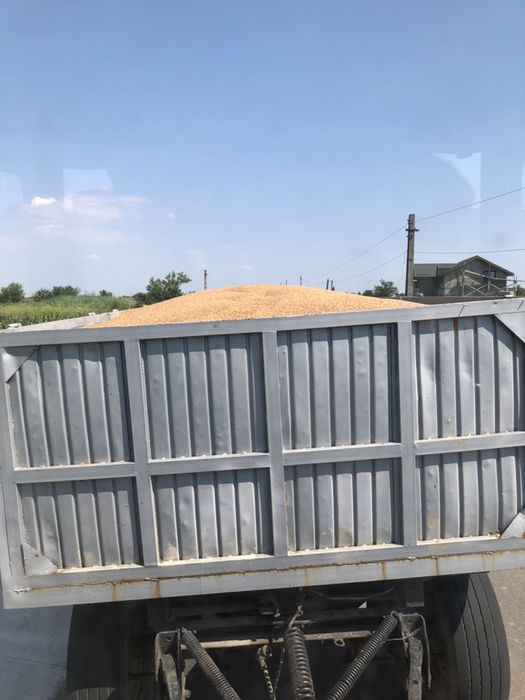 Cereale:grau,orz,porumb, sorg