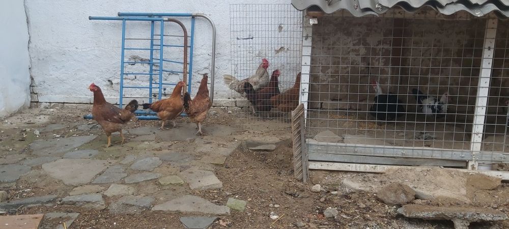 Tovuqlar sotiladi 5 ta tovuq 1 xuroz hammasi bir joyda sotiladi