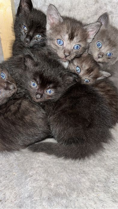 Котята в добрые руки