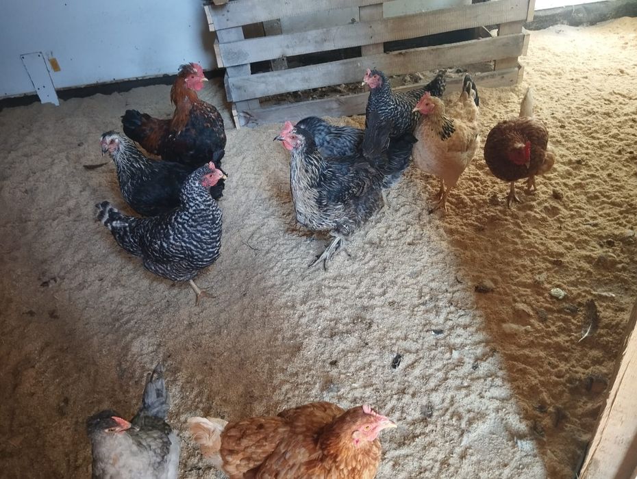Продам кур СРОЧНО