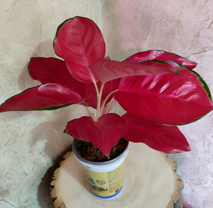 Тайские Аглаонемы