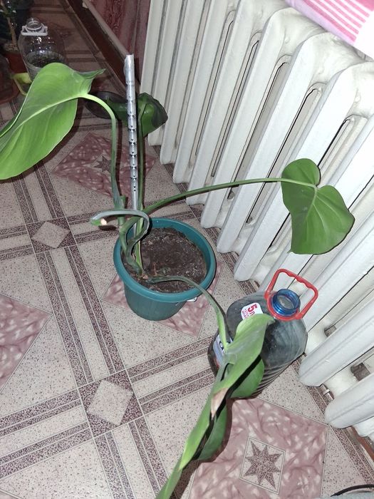 Продаётся  Монстера