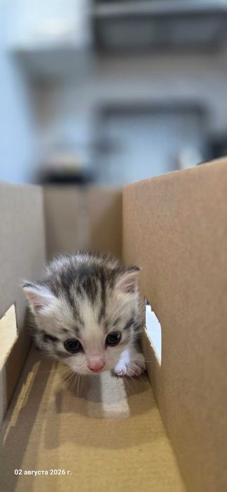 Котята, смесь британской и шиншилы