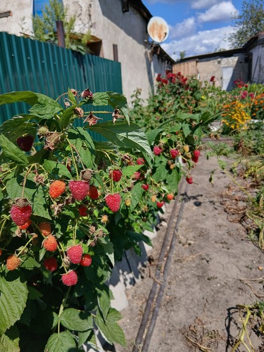 Продам саженцы малины ремонтантной