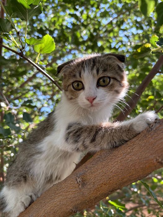 Кошечка вислаухая  , смешанная