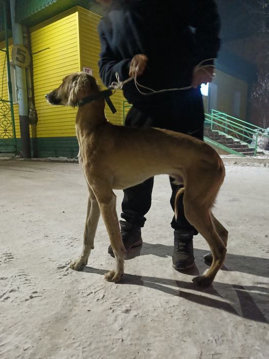 Тазы сатылады арлан