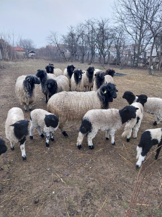 Oi frumoase de vinzare