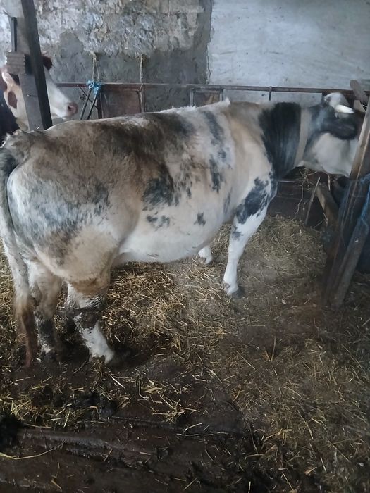 Vaca gestanta de vanzare