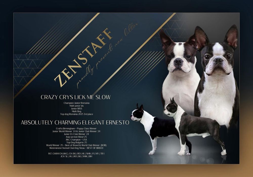 Boston terrier ( nu bulldog francez )
