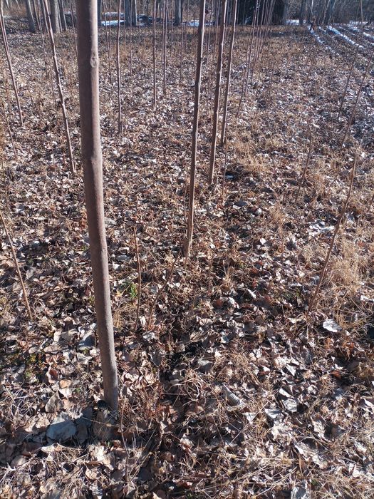 Повлония кучат сотилади