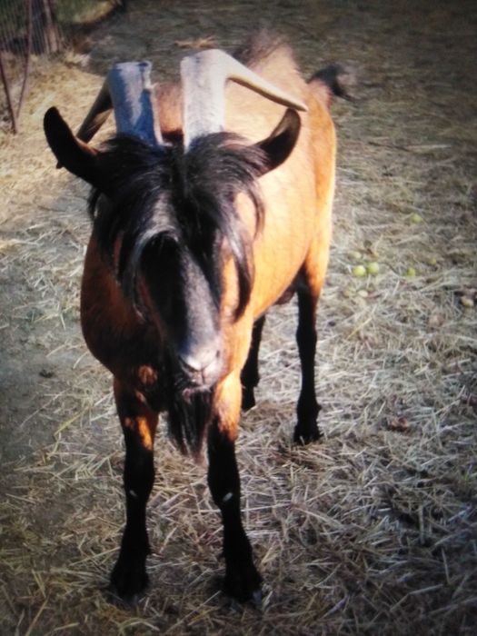 Capre - Țap alpin francez