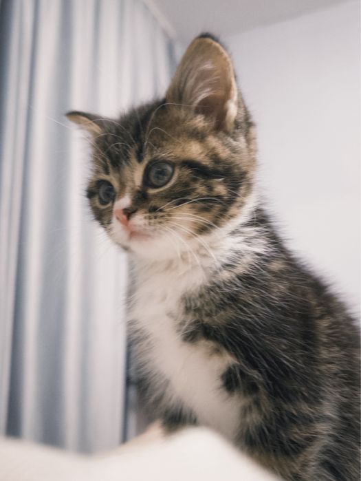 Котёнок девочка 2 месяца, в добрые руки