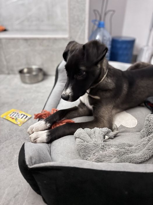 Вот такой щеночек