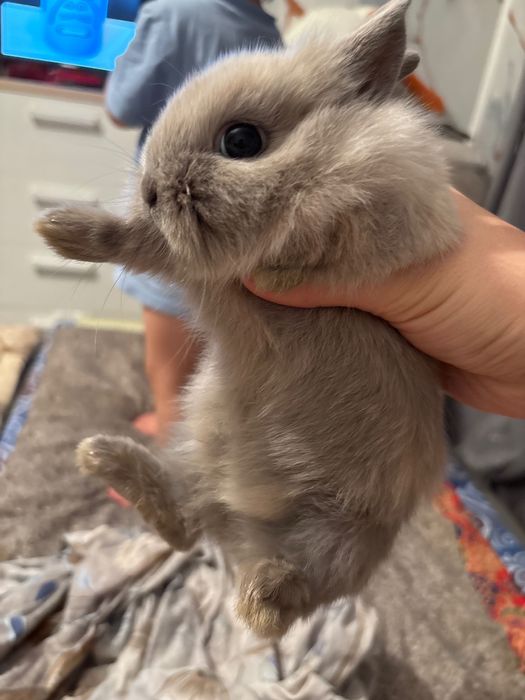 Декоративные кролики