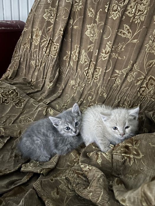 Отдам котят в хорошие руки