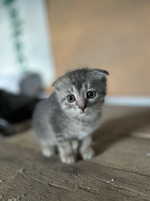 Шатланская котята девочка