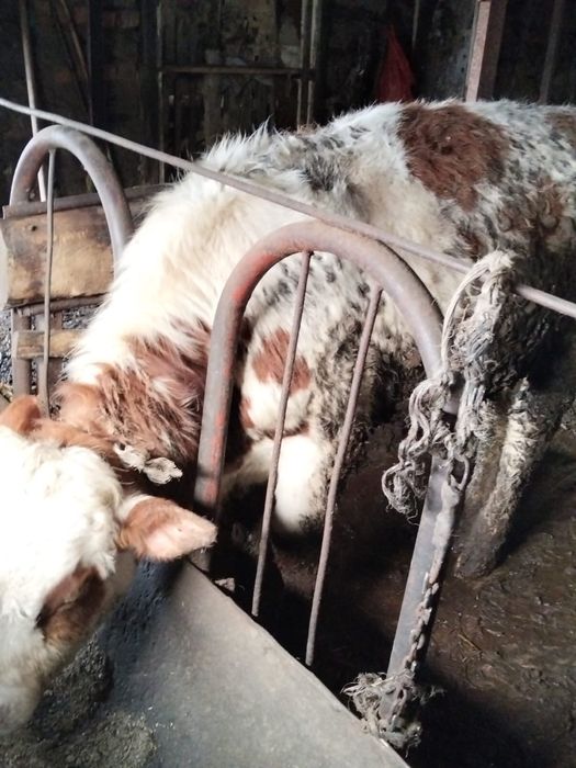 Бір жастан асқан бұқа,құнажын