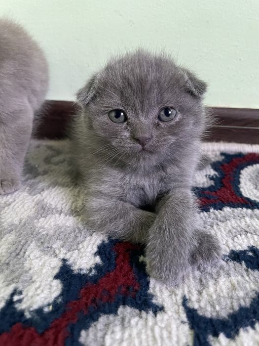 mushukchala sotiladi! scotish fold,strayt