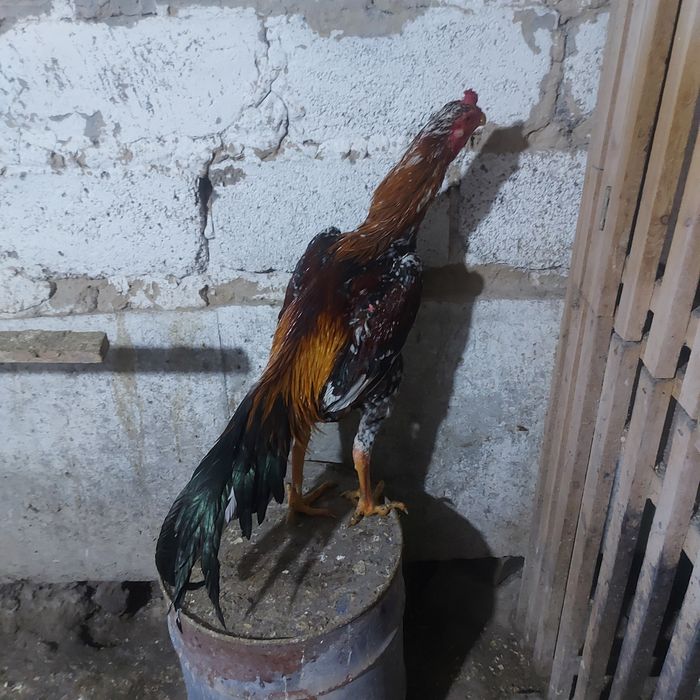 Шубар Корейц 1.5год крупный  4.9кг