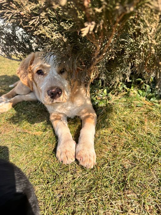 Щенок в добрые руки