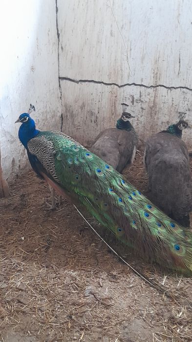 Семья павлина продаётся
