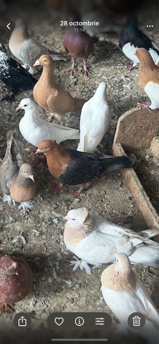 Vând porumbei: Takla, Pave Indiene , si alte rase