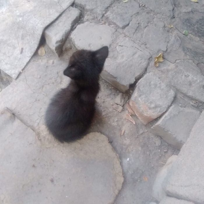 Котёнок ақылды мысық балалары
