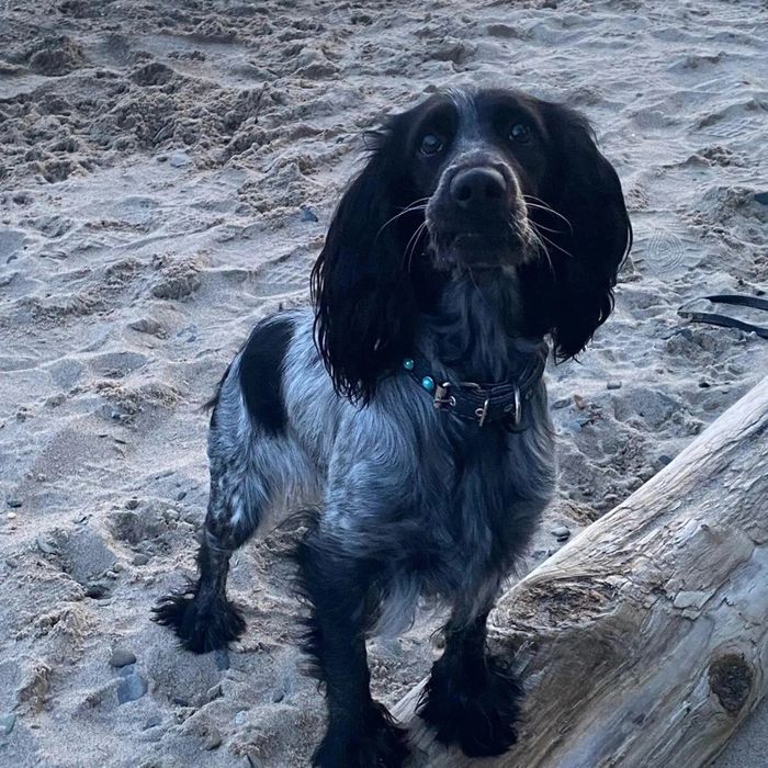 Пропала собачуля спаниелька девочка просим вернуть за вознаграждение