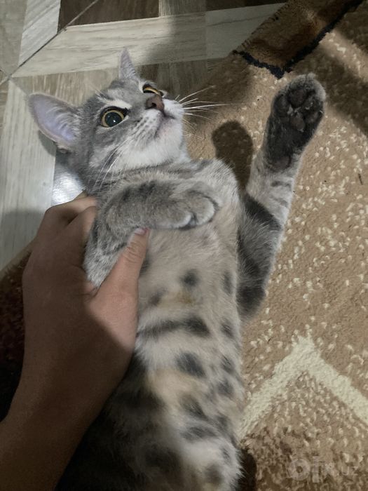 Кошка в хорошие руки