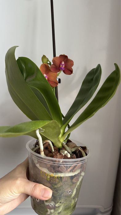 Орхидея Phаl. Mituo Champion King 'Brick Red'